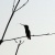 Long Beak Hummingbird